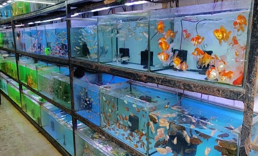 Aquarium Shop Business Consultancy Images 